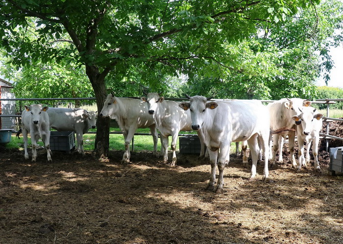 441530555 1011404997658085 2376856474877177329 N