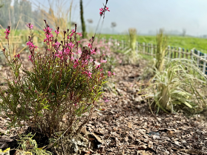 Šabac Dobio Urbani Vrt U Okviru Projekta Niklo Kao Ja 2