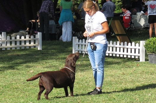 Međunarodna izložba retrivera