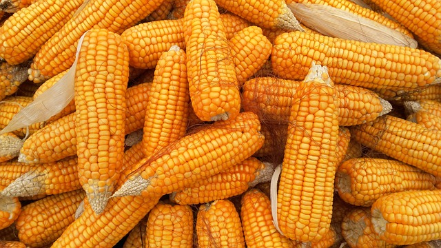 Corn 1726017 640