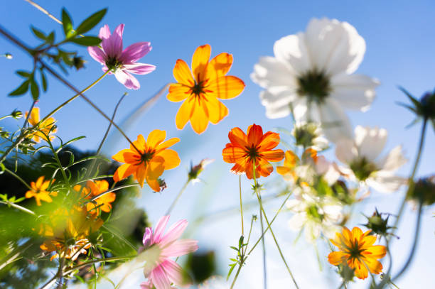 Cosmos Blooming In A Park