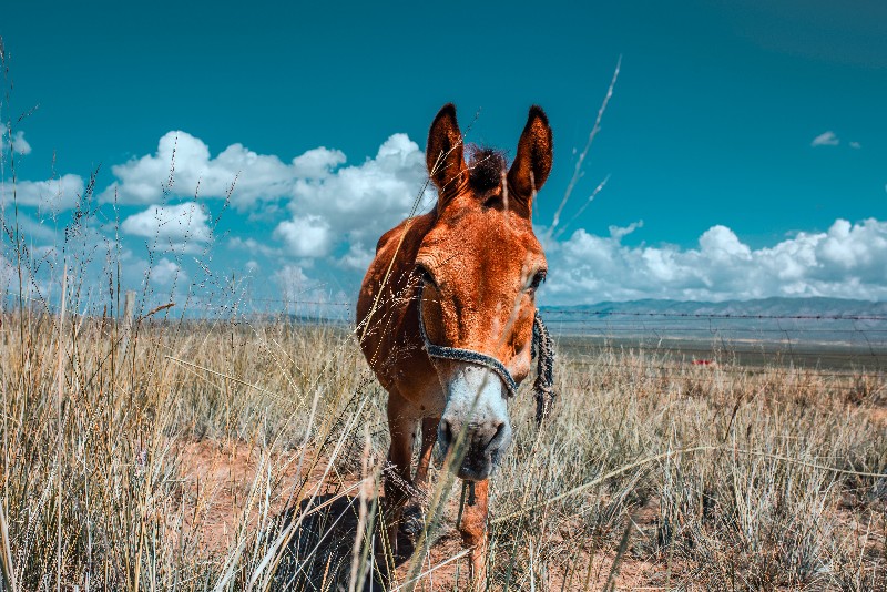 Pexels Conghui Hou 6144747 Copy 800x534